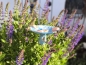 Preview: Steck-Insektentränke mit vielen sicheren Landemöglichkeiten