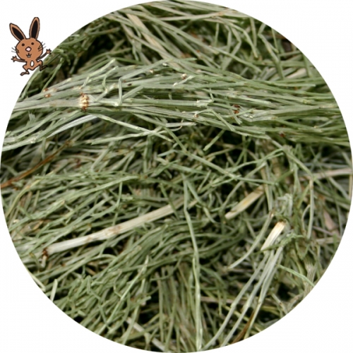 Wieder da**Ackerschachtelhalm (Zinnkraut)