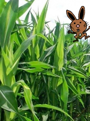 Frische Maisblätter