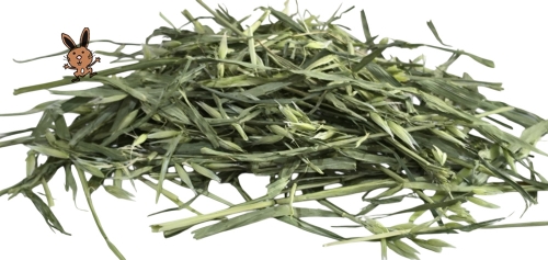 Hafergras (grüner Hafer)