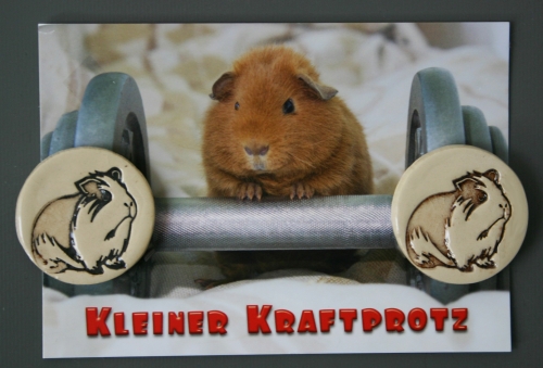 Magnet Meerschweinchen mit starkem Neodym Magnet in drei Farben
