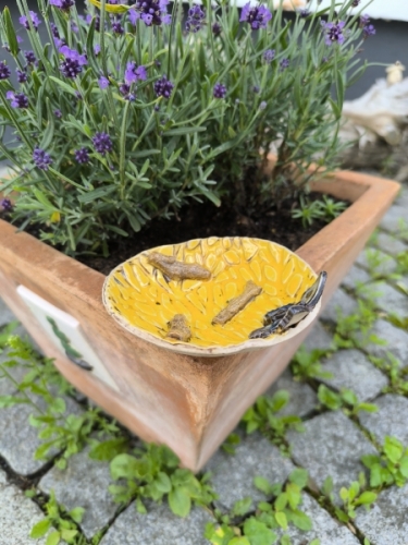 Preview: Insektentränke mit Schmetterling - VERKAUFT