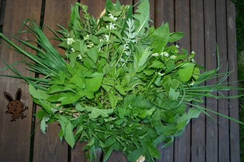 Wildkräuter-Buffet - FRISCH - gültig bis 26.04.26