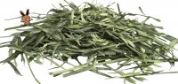 Hafergras (grüner Hafer)